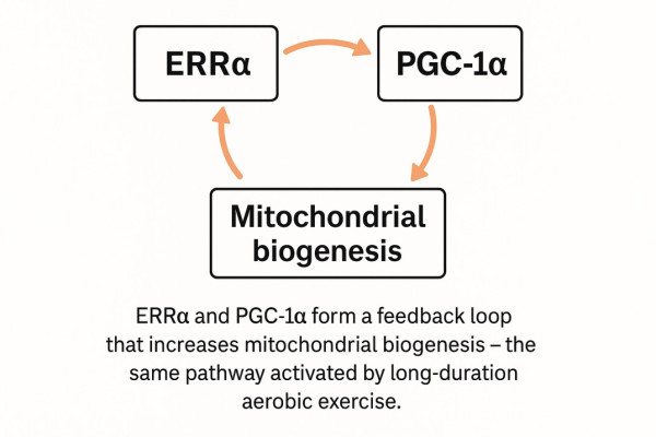 a single SLU-PP-332 mechanistic diagram