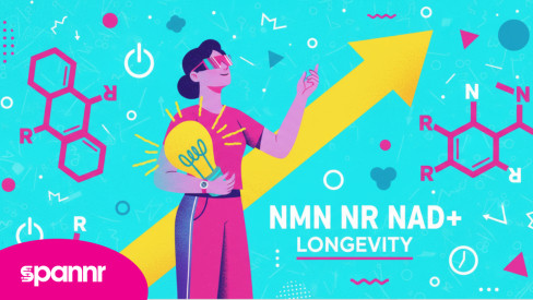 NMN vs NR — Which One Actually Raises NAD⁺ Levels?